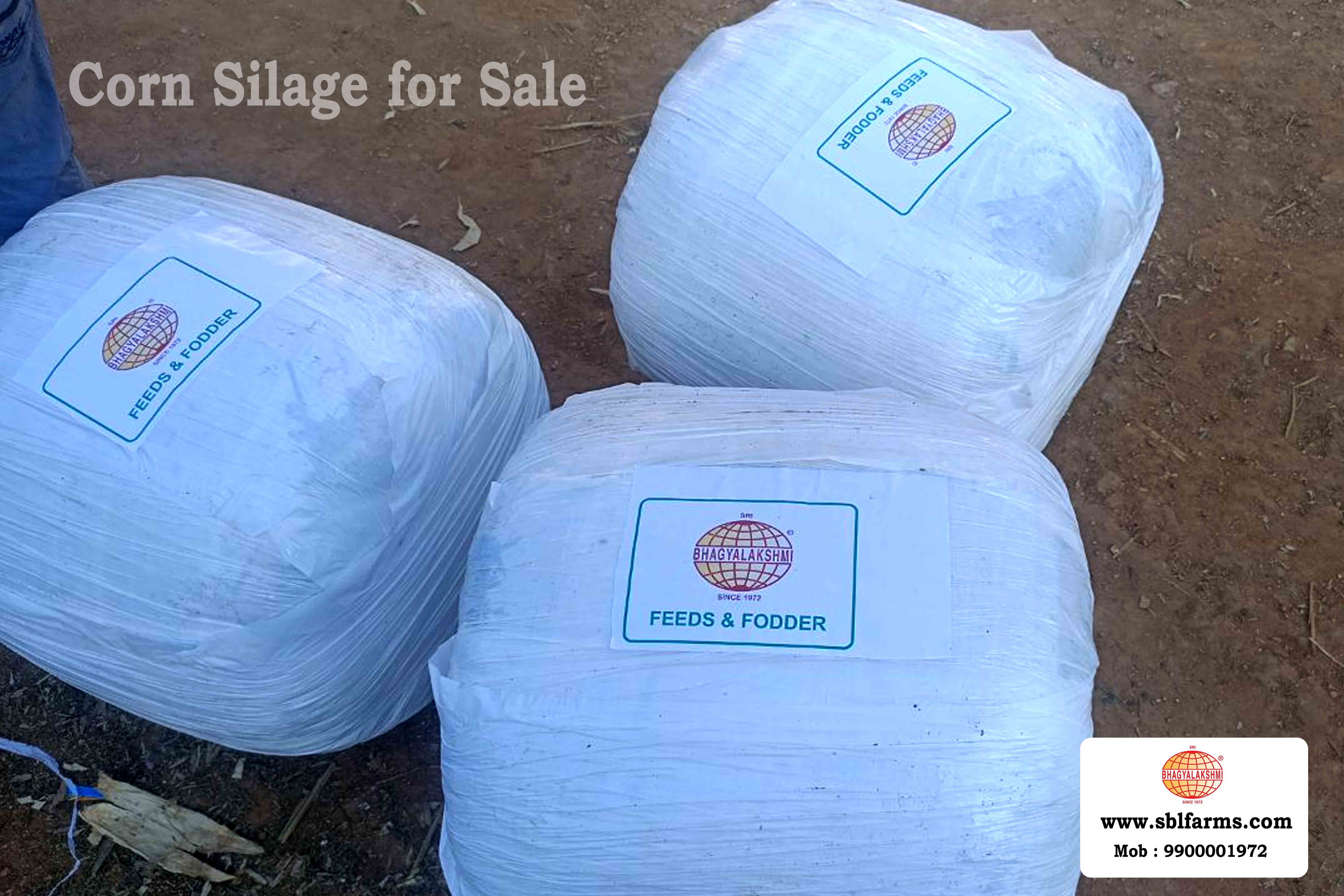 Corn Silage Suppliers in Bangalore | Corn Silage for Sale  |  Corn Silage, Baby Corn Silage manufacturers, suppliers & exporters in Bangalore | corn silage for sale in bangalore |  Sri Bhagyalakshmi Farms Corn Silage Bangalore| Silage Balers | Animal Feed Manufacturers | Production of Silage |Cattle feed manufacturers & suppliers - SBL Farms is solving the biggest fodder crisis in India, by supplying Silage bales, Bailing machines to dairy farmers, Cooperatives, Animal Husbandry | Best Cattle Feed Manufacturers & Silage Suppliers in India | Indias Best Baled Silage Producers